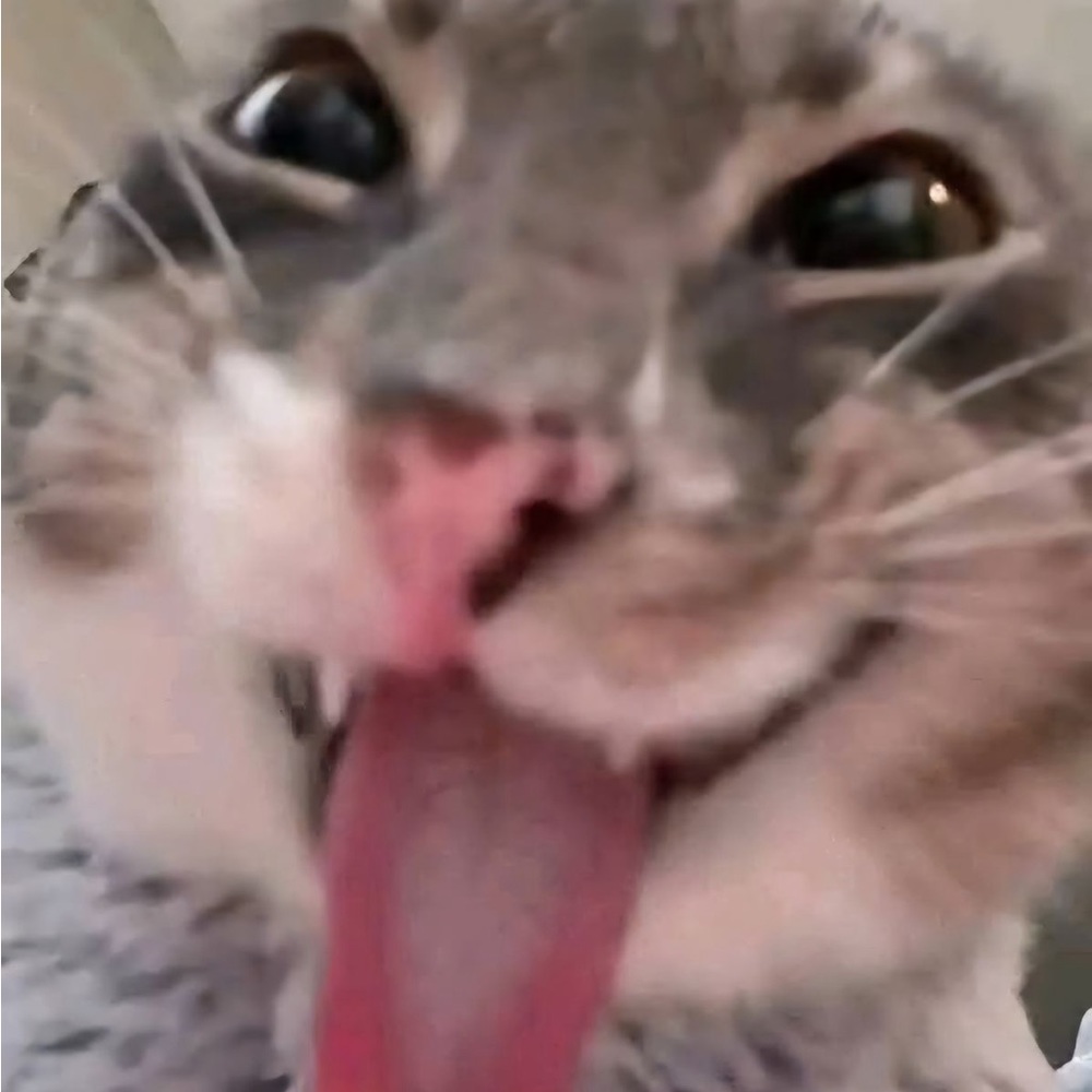 Meet your Posher, kitty